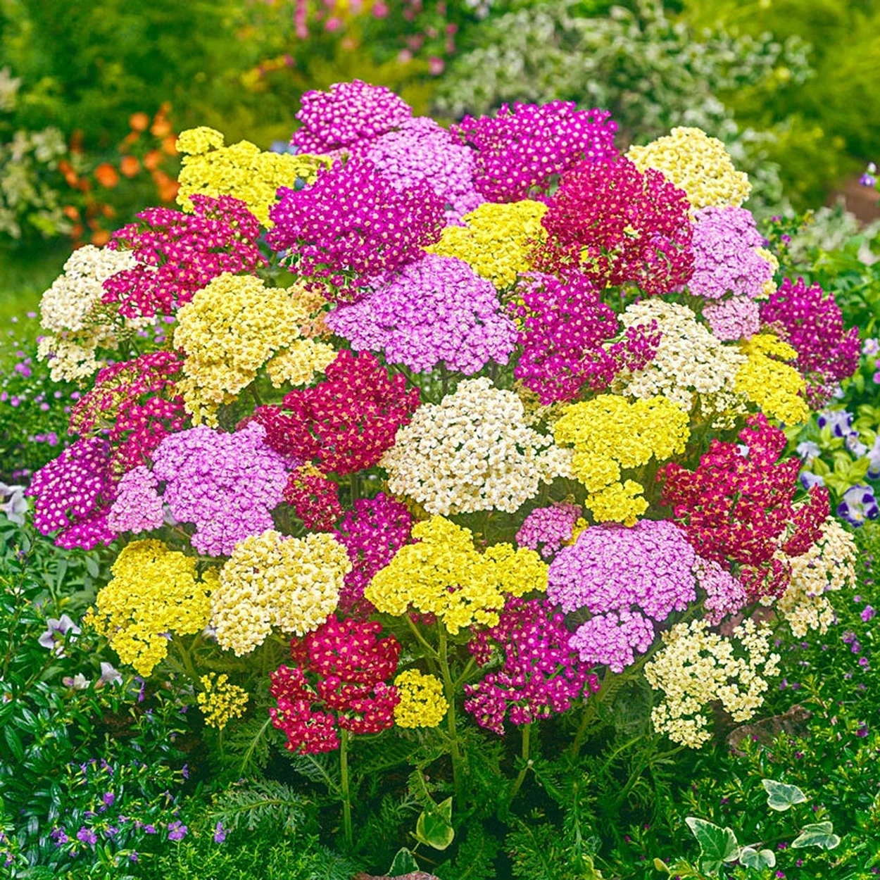 Read more about the article Summer Pastels yarrow (perennial)