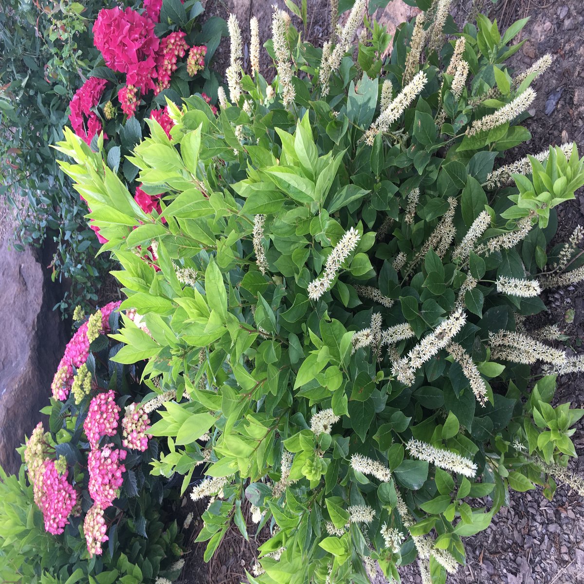 Read more about the article Merlot Virginia sweetspire (shrub)