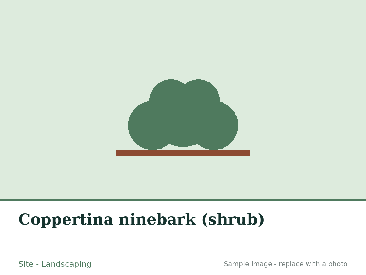 Read more about the article Coppertina ninebark (shrub)