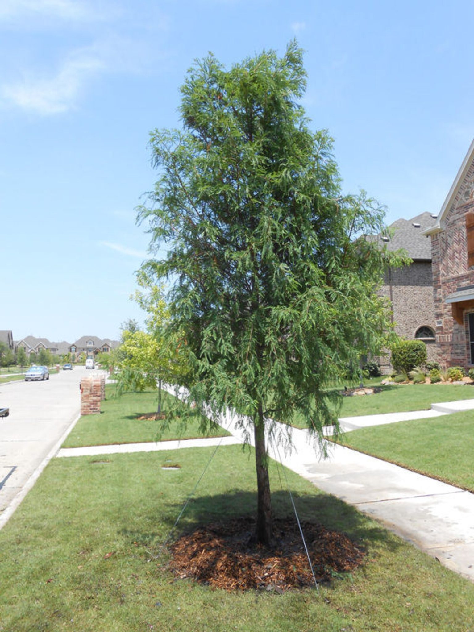 Read more about the article Bald cypress (tree)