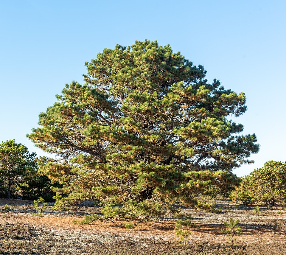 Pitch pine (tree)