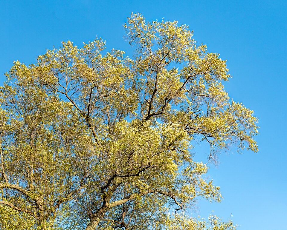 Willow oak (tree)